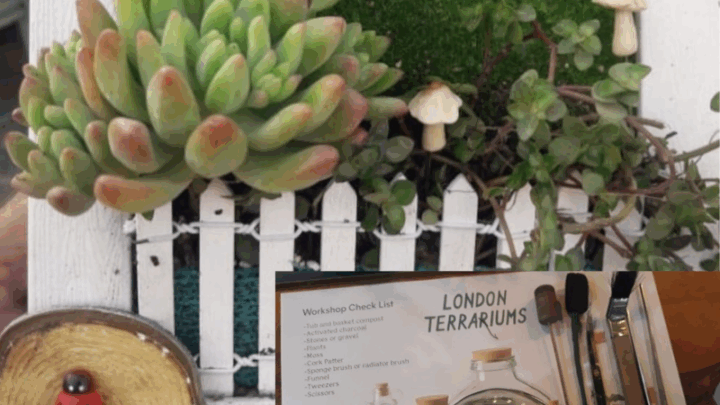 प्रकृति की ओर सोसायटी द्वारा…सेक्युलेंट्स एवं टेरारियम पर निःशुल्क कार्यशाला