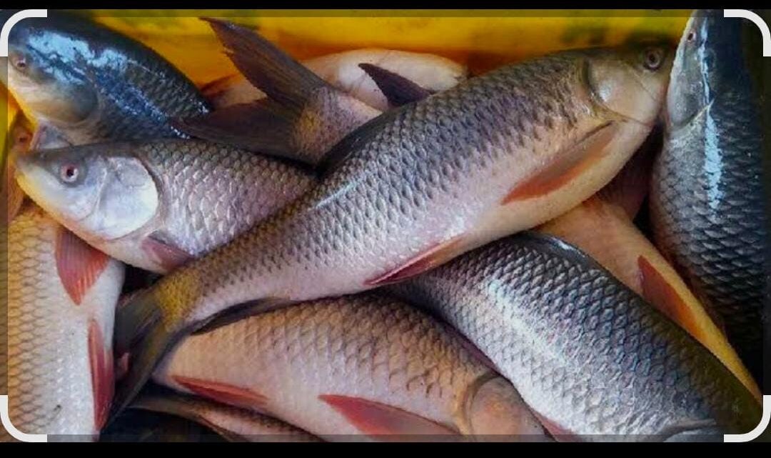 ताजा एवं सस्ते दामों में मछली उपलब्ध…..