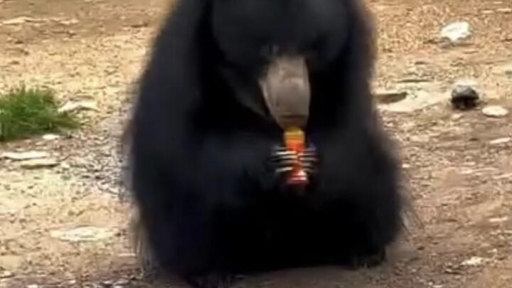 चंडी माता मंदिर के पास वन्य प्राणी भालू को कोल्ड ड्रिंक पिलाने वाले के खिलाफ पतासाजी जारी..किया जाएगा कानूनी कार्रवाई…