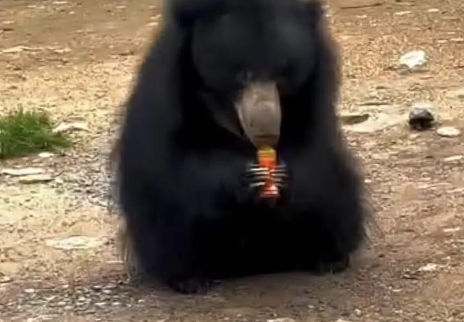 चंडी माता मंदिर के पास वन्य प्राणी भालू को कोल्ड ड्रिंक पिलाने वाले के खिलाफ पतासाजी जारी..किया जाएगा कानूनी कार्रवाई…
