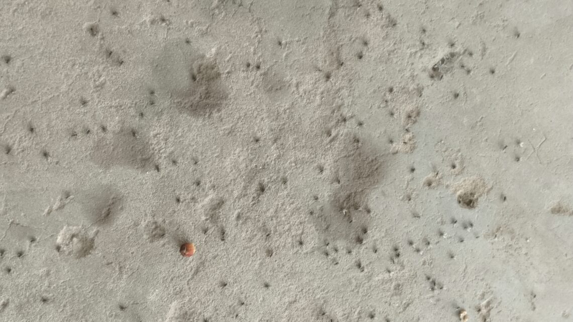 महासमुंद – एक तरफ बर्ड फ्लू और एक तरफ मक्खी का प्रकोप… ग्राम वासी परेशान..