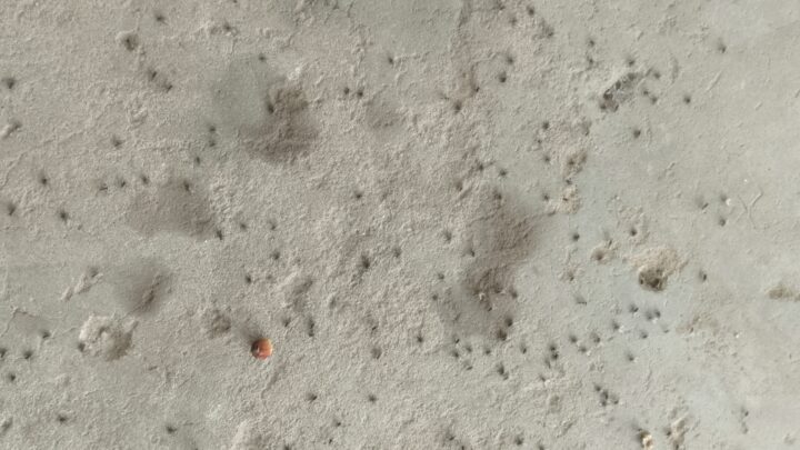 महासमुंद – एक तरफ बर्ड फ्लू और एक तरफ मक्खी का प्रकोप… ग्राम वासी परेशान..