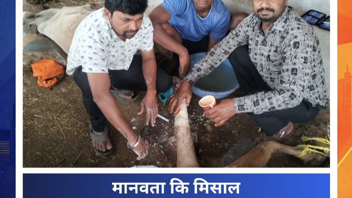 सड़क दुर्घटना में घायल गौवंश की गौसेवकों ने की मरहम-पट्टी, उपचार कर बचाई जान