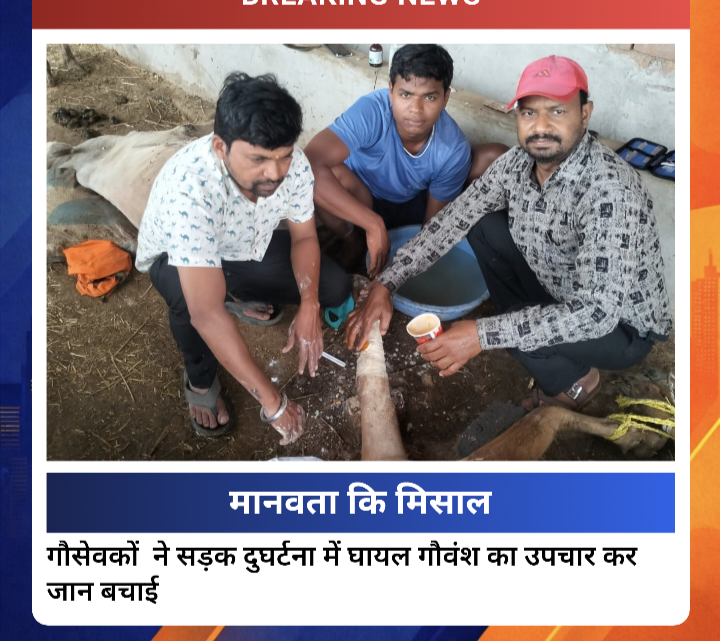 सड़क दुर्घटना में घायल गौवंश की गौसेवकों ने की मरहम-पट्टी, उपचार कर बचाई जान