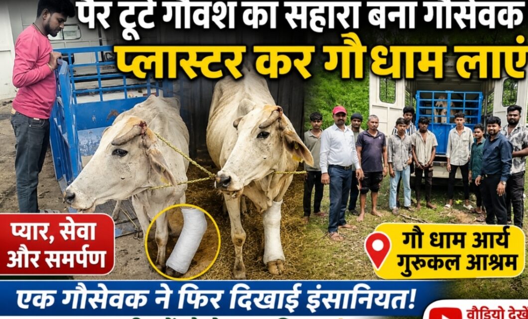 पैर टूटे गौवंश का सहारा बने गौसेवक, प्लास्टर कर आर्य गौधाम गुरुकुल आश्रम पहुंचाया