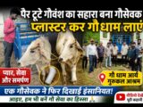 पैर टूटे गौवंश का सहारा बने गौसेवक, प्लास्टर कर आर्य गौधाम गुरुकुल आश्रम पहुंचाया