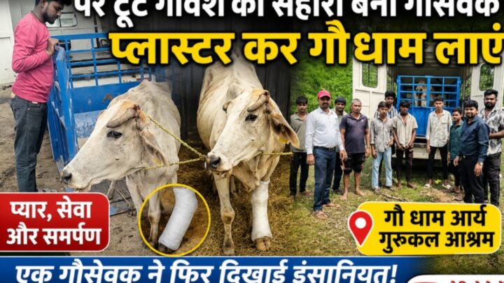 पैर टूटे गौवंश का सहारा बने गौसेवक, प्लास्टर कर आर्य गौधाम गुरुकुल आश्रम पहुंचाया