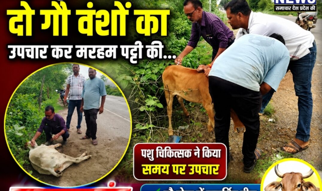 सड़क दुर्घटना में घायल दो गौवंशों का पशु चिकित्सक ने किया उपचार, मरहम-पट्टी कर बचाई जान..