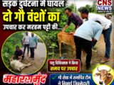 सड़क दुर्घटना में घायल दो गौवंशों का पशु चिकित्सक ने किया उपचार, मरहम-पट्टी कर बचाई जान..