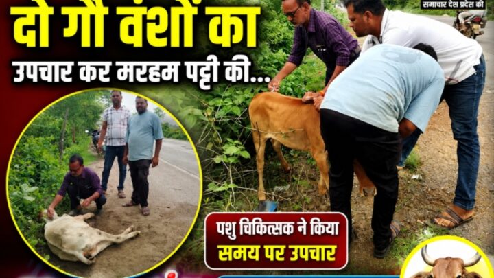 सड़क दुर्घटना में घायल दो गौवंशों का पशु चिकित्सक ने किया उपचार, मरहम-पट्टी कर बचाई जान..